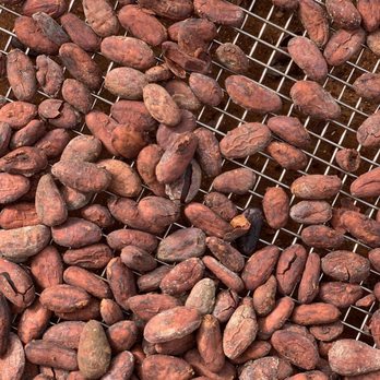 Lavaloha - Dried cacao beans - Chocolatiers & Shops Near Me - Hilo, Hawaii