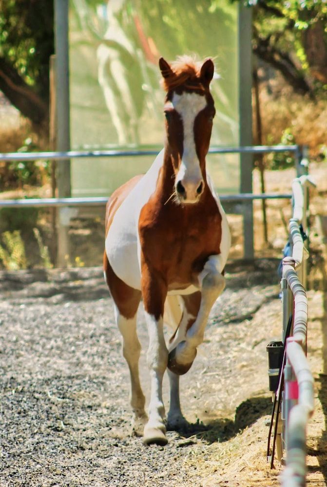 Equest Training Center - equestrian in Carson City, NV