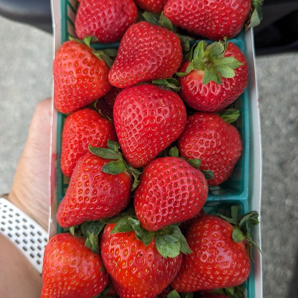 Oxnard strawberries