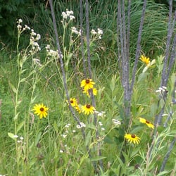 Officer Blake C. Snyder Memorial Park - Flowers along walking path