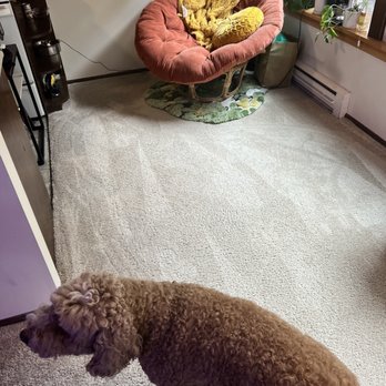 Green Planet Carpet Cleaning - Carpet Cleaning Near Me Green Planet Carpet Cleaning - Carpet Cleaning Near Me