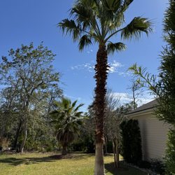 Young's Tree Service & Stump Removal