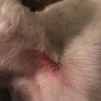 Head To Tail - They cut my puppy and denied it - Pet Stores Near Me - Schenectady, New York Head To Tail - They cut my puppy and denied it - Pet Stores Near Me - Schenectady, New York