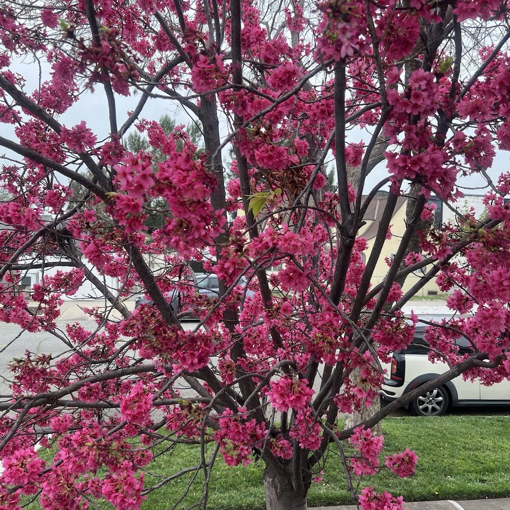 Gaudy Law - Beautiful tree outside their office - Estate Planning Law Near Me - Upland, California