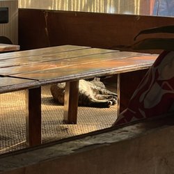 Lazy Dog Bed And Breakfast - Pregnant kitty