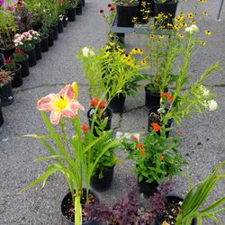 Murray Farmer's Market