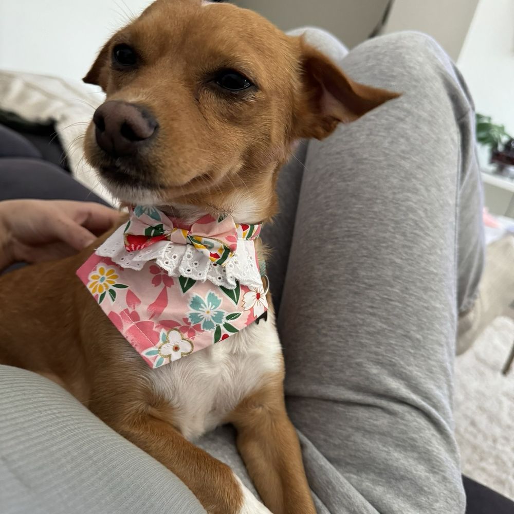 Post groomer, plus they gave her this cute little bandana!