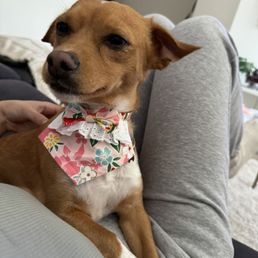 Post groomer, plus they gave her this cute little bandana! Post groomer, plus they gave her this cute little bandana!