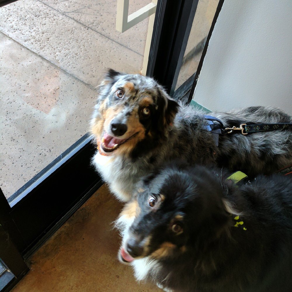 Valerie's Paw Spa - Tom & Jerry Bridget! - Pet Groomers Near Me - Henderson, Nevada Valerie's Paw Spa - Tom & Jerry Bridget! - Pet Groomers Near Me - Henderson, Nevada