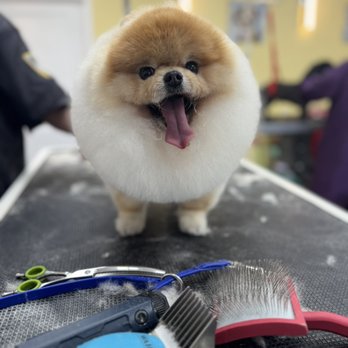 LA Pets Grooming - You cannot find a better looking fur ball than me! - Pet Groomers Near Me - Diamond Bar, California LA Pets Grooming - You cannot find a better looking fur ball than me! - Pet Groomers Near Me - Diamond Bar, California
