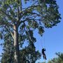 Photo of Cal Line Tree Care