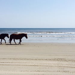 Back Beach Wild Horse Tours