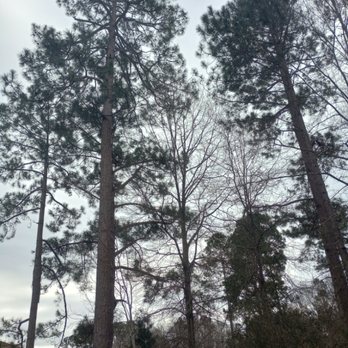 Off The Top - three tall pine trees in front of a house - Tree Services Near Me Off The Top - three tall pine trees in front of a house - Tree Services Near Me