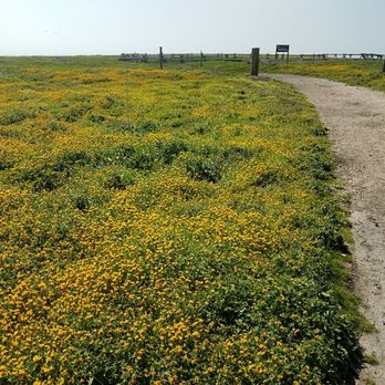 Point Buchon Trail - Flowers of spring.. - Hiking Near Me - Los Osos, California