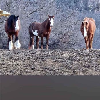 Big Valley Ranch - Horseback Riding Near Me - Winona, Minnesota