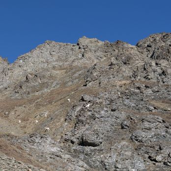 West Twin Peak - so many sheep! - Hiking Near Me - Anchorage, Alaska West Twin Peak - so many sheep! - Hiking Near Me - Anchorage, Alaska