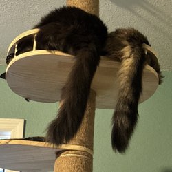 Angels Have Paws Pet Grooming Salon - Rear view of two long haired cats on a high perch with long, bushy tails hanging down vertically.