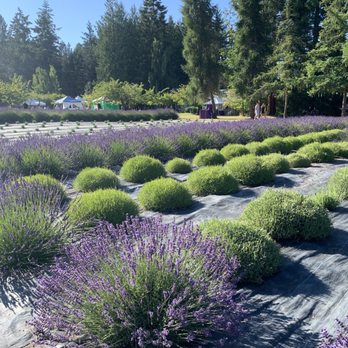 Fleurish Lavender of Lost Mountain - Pick Your Own Farms Near Me - Sequim, Washington