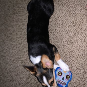 Head 2 Tails - Pet Groomers Near Me - New Braunfels, Texas