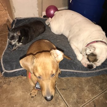 Spanish Trail Pet Clinic - Veterinarians Near Me - Tucson, Arizona Spanish Trail Pet Clinic - Veterinarians Near Me - Tucson, Arizona