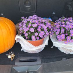 Large pumpkin and beautiful Asters