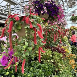 Paul's Country Market - Garden Area