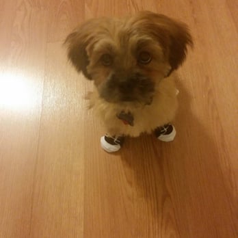 Just For Pause - Just came from Just 4 Paws! I'm a very satisfied customer! I highly recommend them. DENVER loved his spa day... - Holistic Animal Care Near Me - Lyndhurst, New Jersey