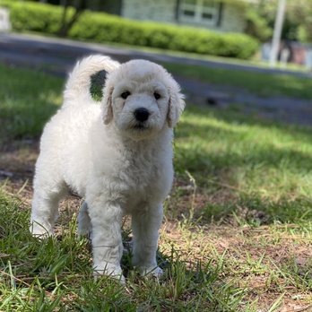 Kel's Tails - This sweet boy has the best temperament, is very inquisitive and smart! - Pet Breeders Near Me