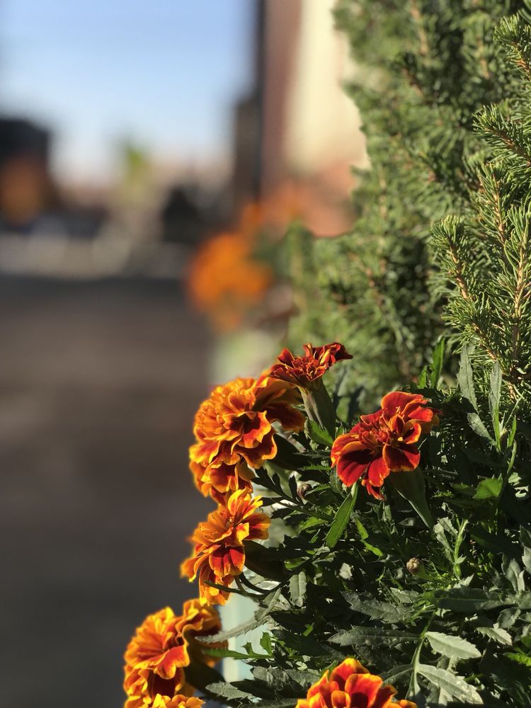 Brickwood Hall - wedding in Memphis, TN