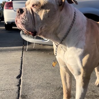 J&J Auto Repair - El Oliver III. Shop pup. - Auto Repair Near Me - San Leandro, California J&J Auto Repair - El Oliver III. Shop pup. - Auto Repair Near Me - San Leandro, California