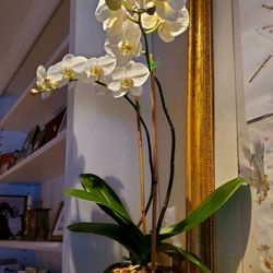 Holiday Foliage - My beautiful orchid on the mantle - 2/16/2025
