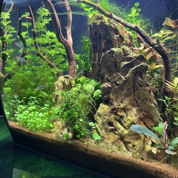 Kona Reef - This is the projects - Local Fish Stores Near Me - Surprise, Arizona