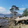 Killarney Guided Walks