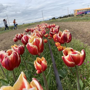 Dutch Hollow Farms - Exotic Tulip varietal - Pick Your Own Farms Near Me - Modesto, California Dutch Hollow Farms - Exotic Tulip varietal - Pick Your Own Farms Near Me - Modesto, California