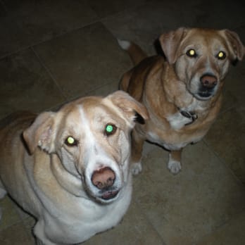 Tender Loving Pet Care - Dog Walkers Near Me - Bend, Oregon Tender Loving Pet Care - Dog Walkers Near Me - Bend, Oregon