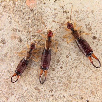 Outlets At Tejon - INFESTED WITH EARWIGS! - Outlet Stores Near Me - Tejon Ranch, California Outlets At Tejon - INFESTED WITH EARWIGS! - Outlet Stores Near Me - Tejon Ranch, California