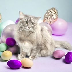 Santina’s Posh Paws - Honey's glamour shot. They do an amazing job here!