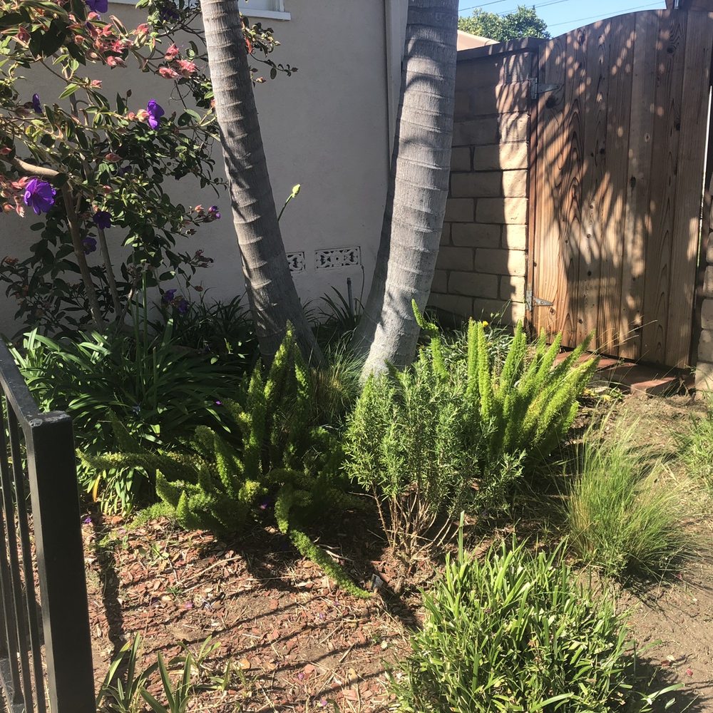 Gonzalo and Sons - Weeded and cleaned up flower beds. 1st time using them. So happy!! - Tree Services Near Me Gonzalo and Sons - Weeded and cleaned up flower beds. 1st time using them. So happy!! - Tree Services Near Me