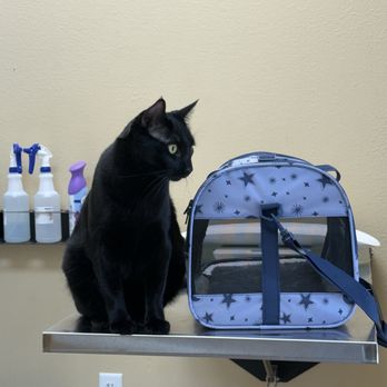 Denton Veterinary Center - Exam room - Veterinarians Near Me - Denton, Texas Denton Veterinary Center - Exam room - Veterinarians Near Me - Denton, Texas