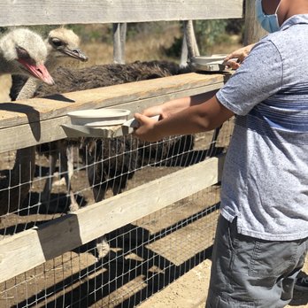 Ostrichland USA - Feeding the ostrich - Attraction Farms Near Me - Solvang, California Ostrichland USA - Feeding the ostrich - Attraction Farms Near Me - Solvang, California