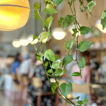 Mayfield - Artsy interior shot - New American Near Me - San Juan Capistrano, California