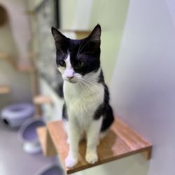 Furry Friends Humane - Adoption Center - Cat