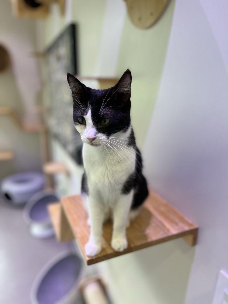 Furry Friends Humane - Adoption Center Image