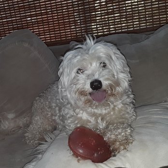 Northgate Veterinary Hospital - Bentley the alpha dog. - Veterinarians Near Me - Manteca, California
