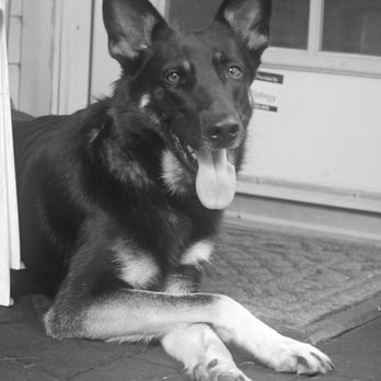 Pro-Train Innovative Dog Training - Sabbath, Pro-Train service dog. - Pet Training Near Me - Vista, California Pro-Train Innovative Dog Training - Sabbath, Pro-Train service dog. - Pet Training Near Me - Vista, California