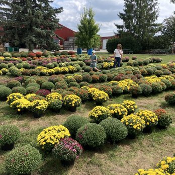 Anderson Orchard - Mums for sale - Farmers Market Near Me - Mooresville, Indiana