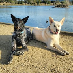 My two dogs adopted from AAD. They are the loves of my life. My two dogs adopted from AAD. They are the loves of my life.
