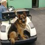 Photo of Chestnut Ridge Boarding Kennel