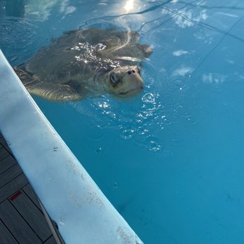The Turtle Hospital - Veterinarians Near Me - Marathon, Florida
