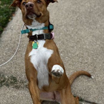 Off Leash K9 Training - Pet Training Near Me